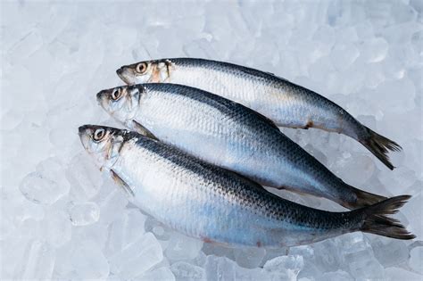 where to catch harbor herring.